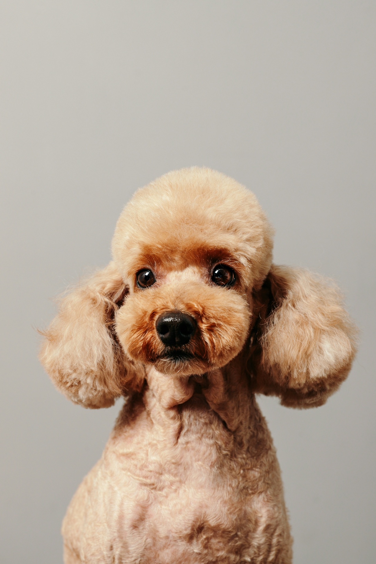 A calm Toy Poodle with a fresh, fluffy groom